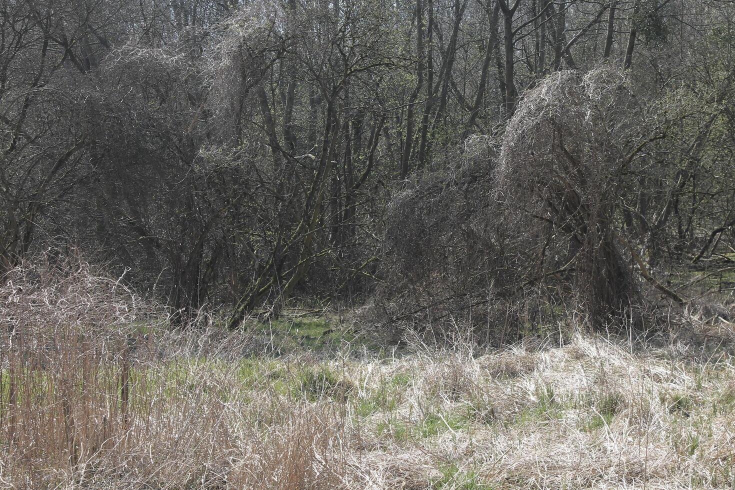 naturaleza antecedentes foto