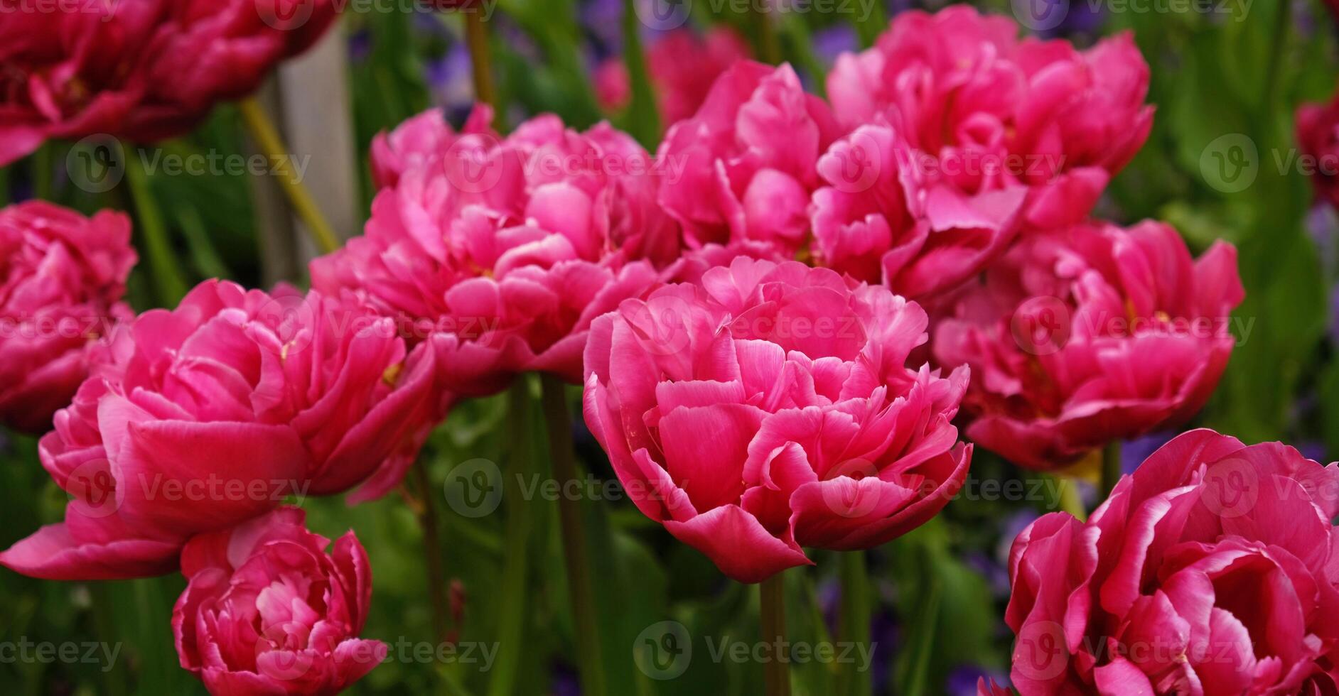 Spring Flowers Banner. Pink flowering tulips in field. Pink petals and green leaves of blooming flowers. Greeting card banner, mother's day card, women's day, birthday, easter. Botanical selection photo