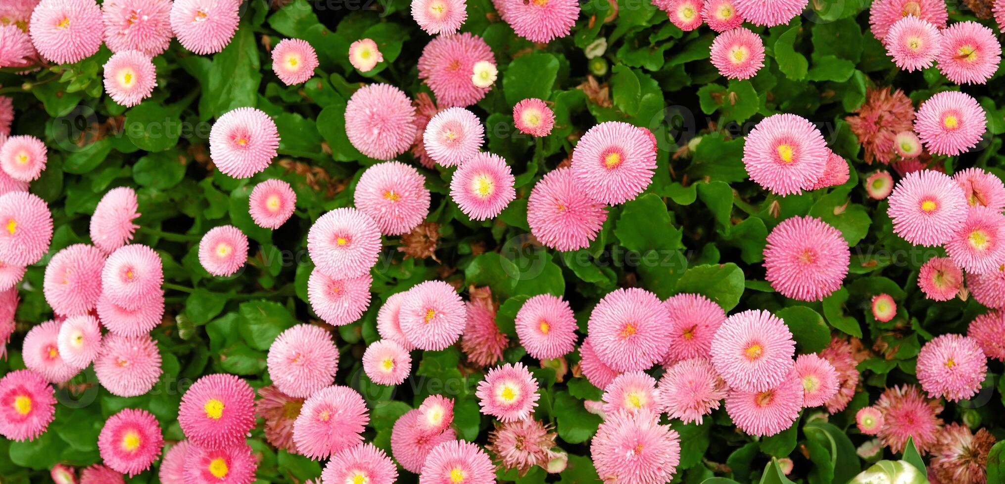 Floral background of pink marguerite daisy flowers. Glade of pink flowers. Meadow flower marguerite daisy. Greeting card banner, mother's day card, women's day, birthday, easter. Botanical selection photo