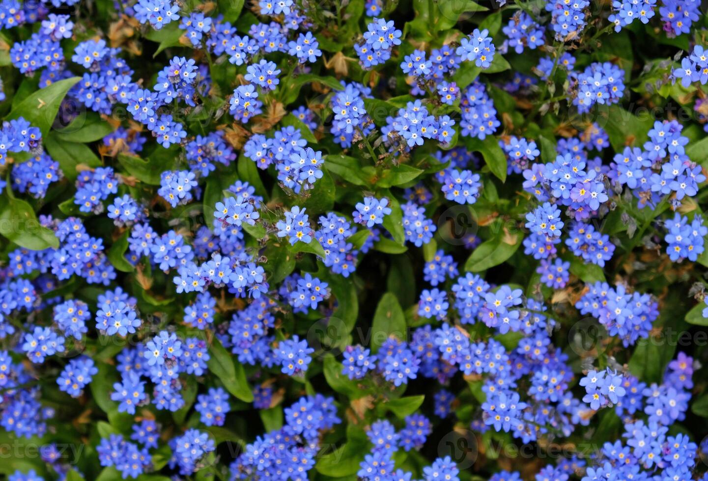 Floral background of small blue forget-me-nots flowers. Glade of blue flowers. Meadow flower forget-me-nots. Greeting card banner, mother's day card, women's day, birthday, easter. Botanical selection photo