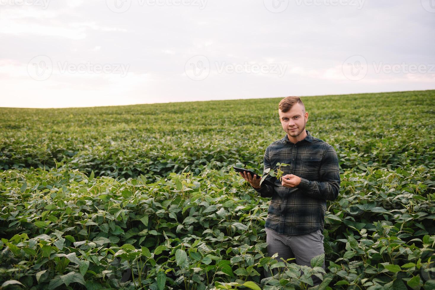 Young agronomist holds tablet touch pad computer in the soy field and examining crops before harvesting. Agribusiness concept. agricultural engineer standing in a soy field with a tablet in summer. photo