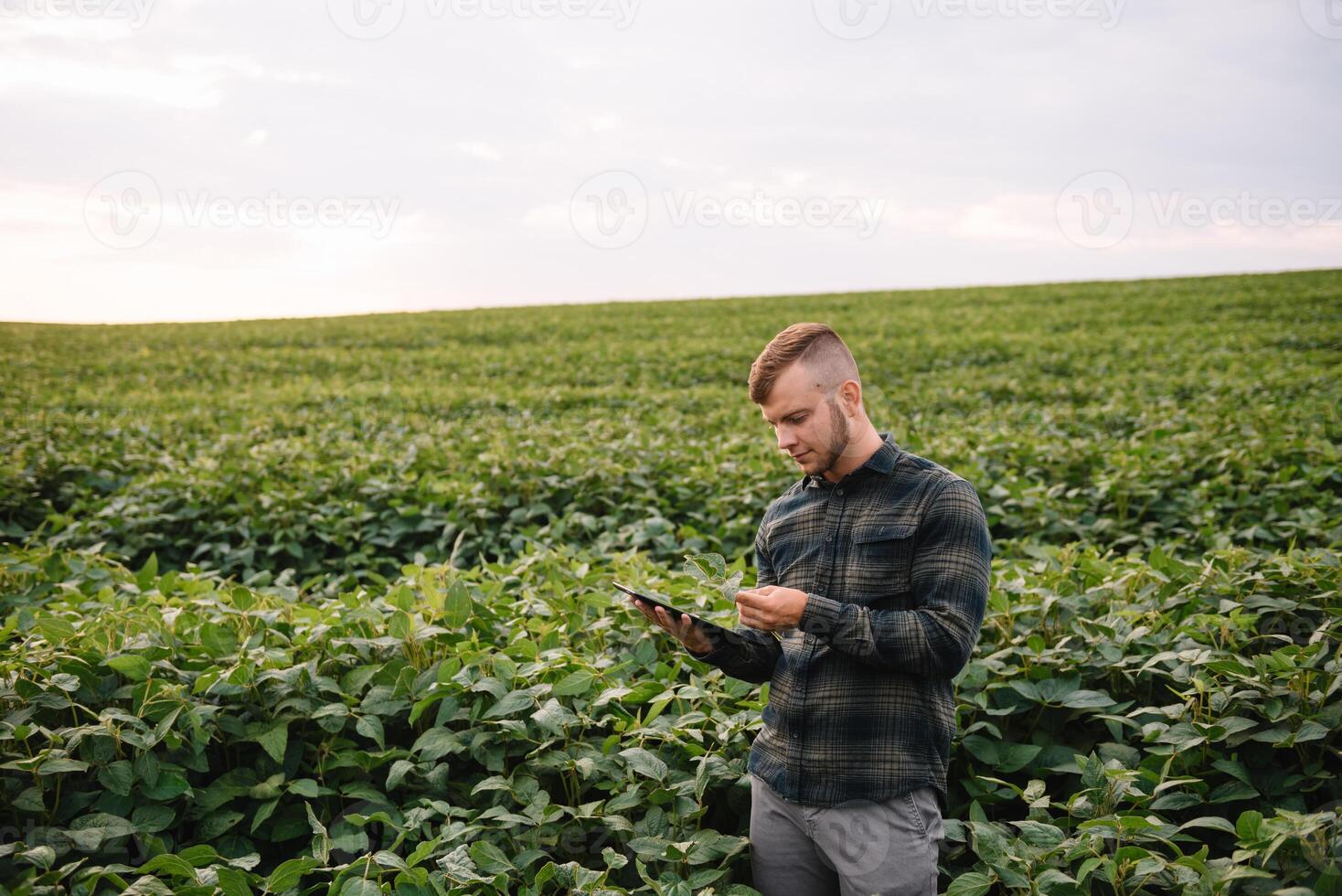 Young agronomist holds tablet touch pad computer in the soy field and examining crops before harvesting. Agribusiness concept. agricultural engineer standing in a soy field with a tablet in summer. photo