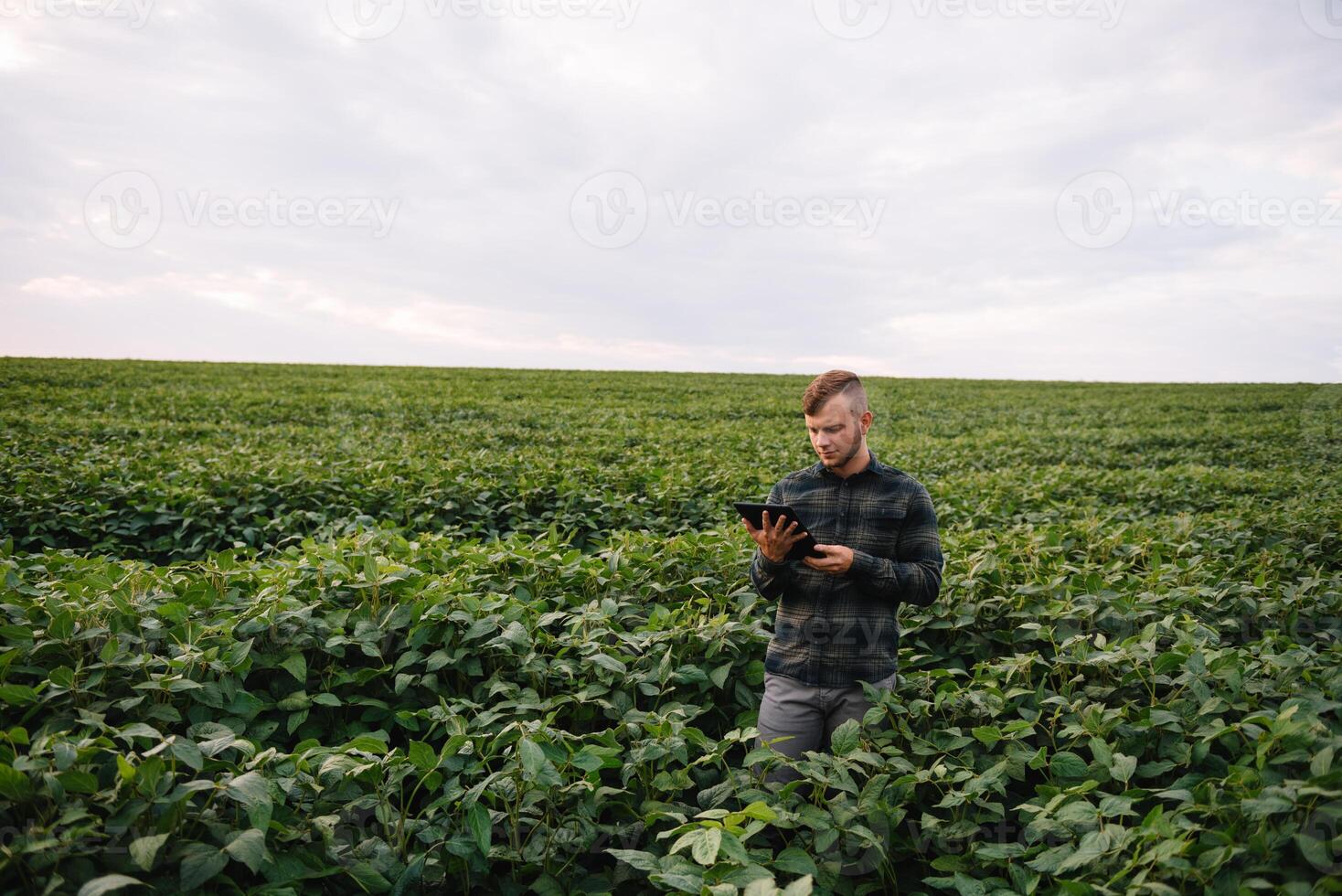 Young agronomist holds tablet touch pad computer in the soy field and examining crops before harvesting. Agribusiness concept. agricultural engineer standing in a soy field with a tablet in summer. photo