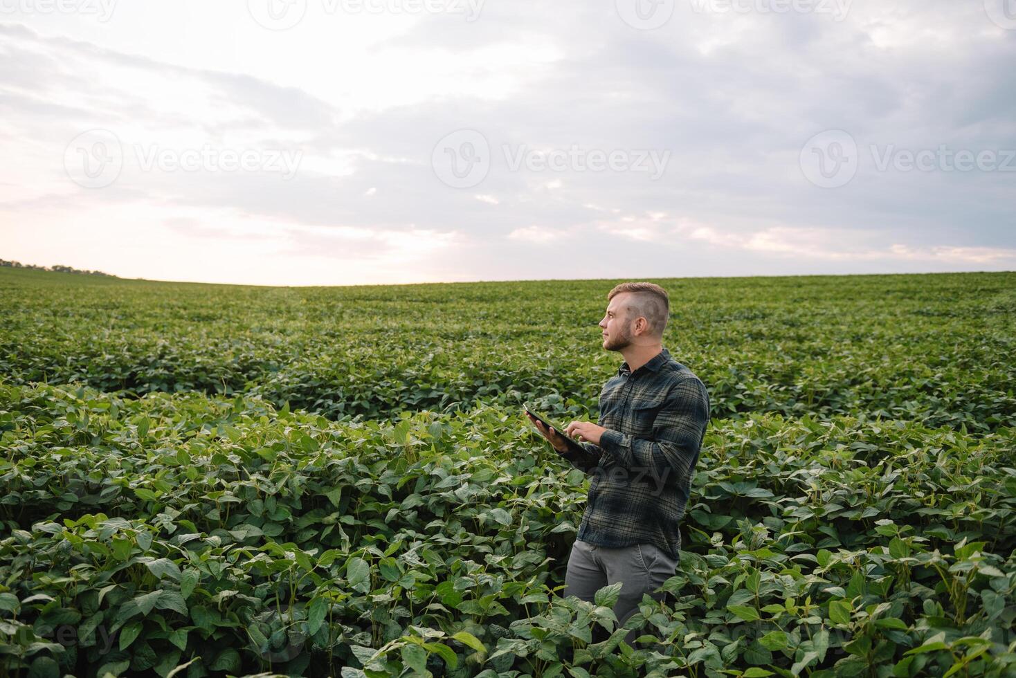 Young agronomist holds tablet touch pad computer in the soy field and examining crops before harvesting. Agribusiness concept. agricultural engineer standing in a soy field with a tablet in summer. photo