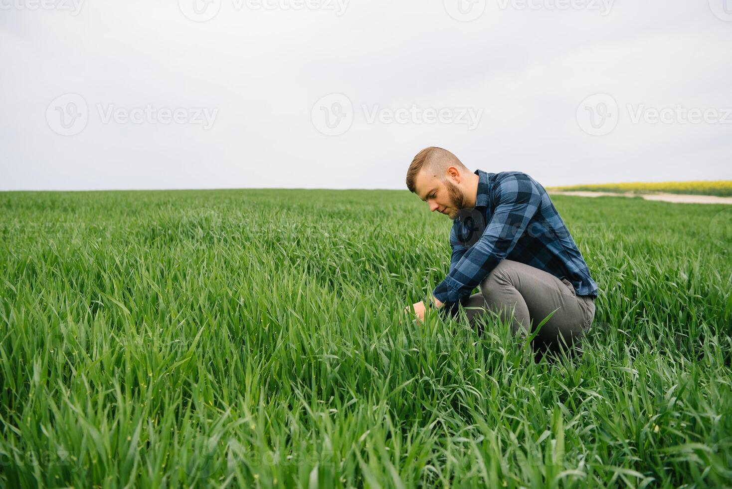 Agronomist with green wheat in hands. Field of wheat on background. photo