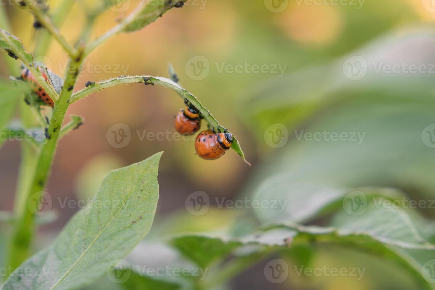 Colorado escarabajo come patata hojas, de cerca. concepto de invasión de escarabajos pobre cosecha de papas. foto