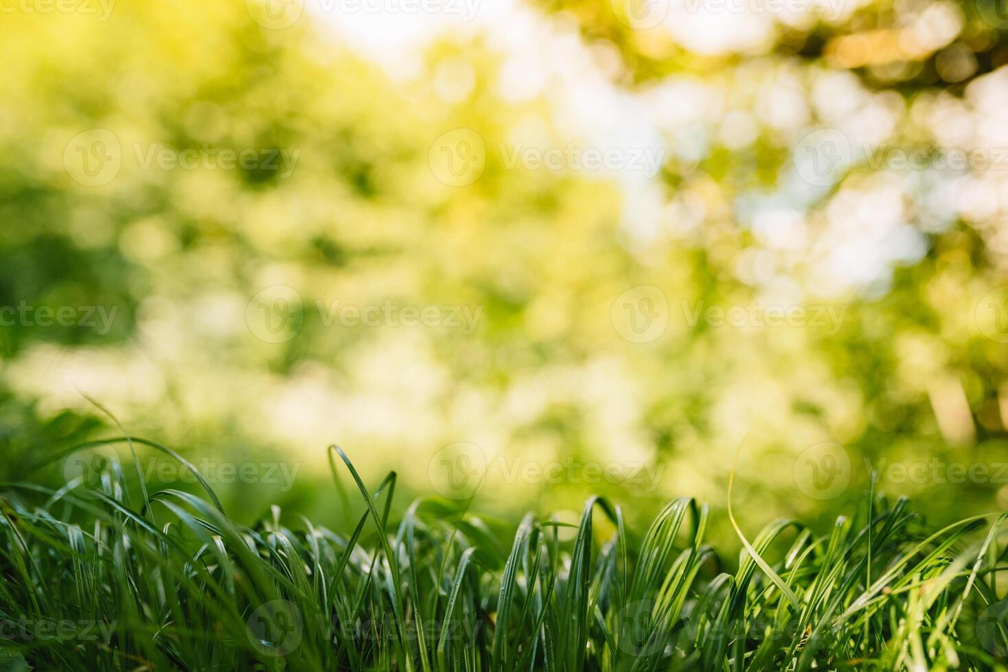 Spring or summer and abstract nature background with grass field. Background with green grass field and bokeh light. summer background. photo