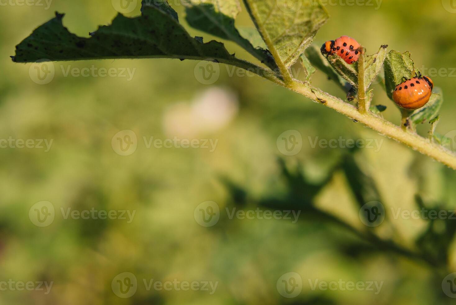 Colorado beetle eats potato leaves, close-up. Concept of invasion of beetles. Poor harvest of potatoes. photo