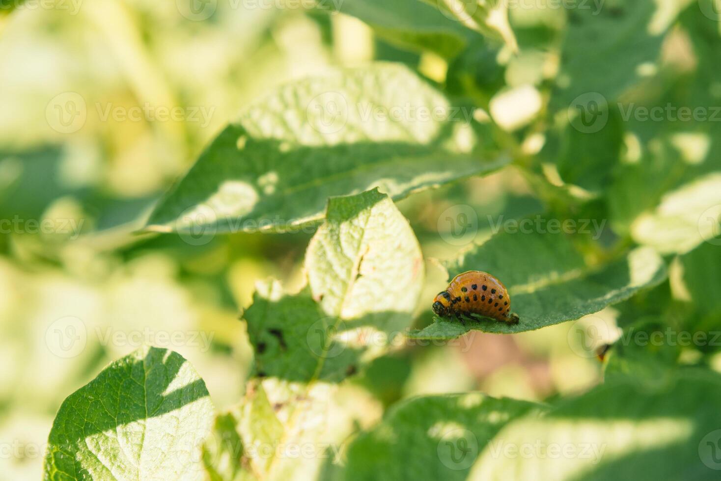 Colorado potato beetle larvae on potato leaves. Pests of agricultural plants. Colorado potato beetle eats potato leaves. Close-up photo