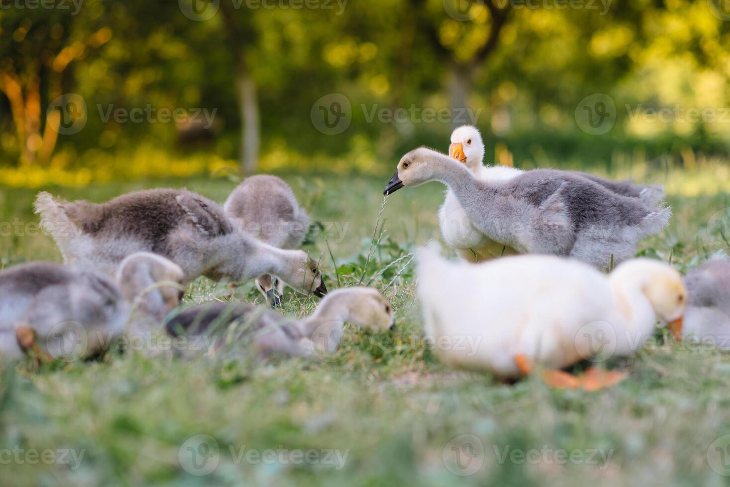 Little goslings walking in the grass between daisy flowers. photo
