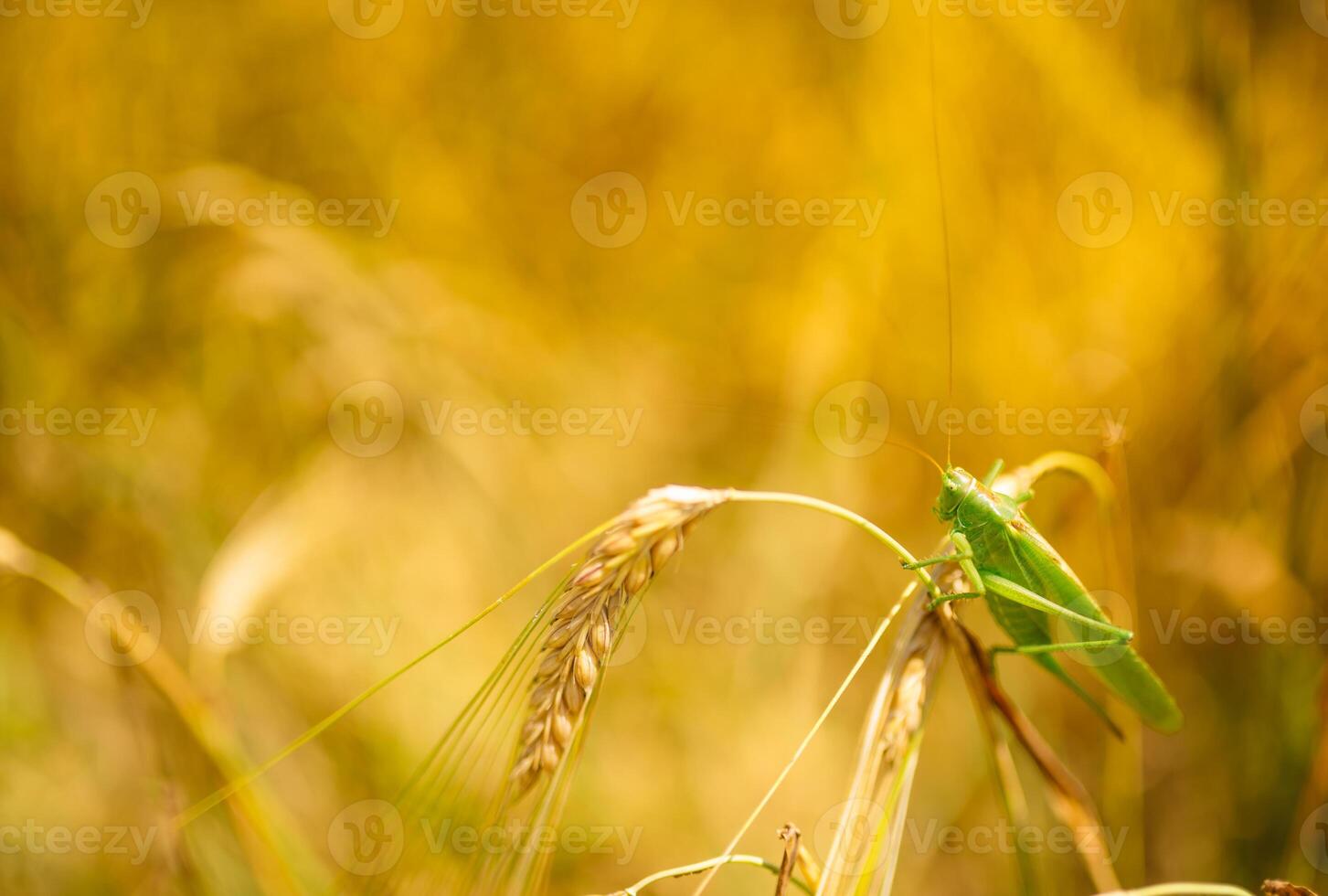verde langostas devorando un grande cebada. insecto parásito. parásito concepto en agricultura foto