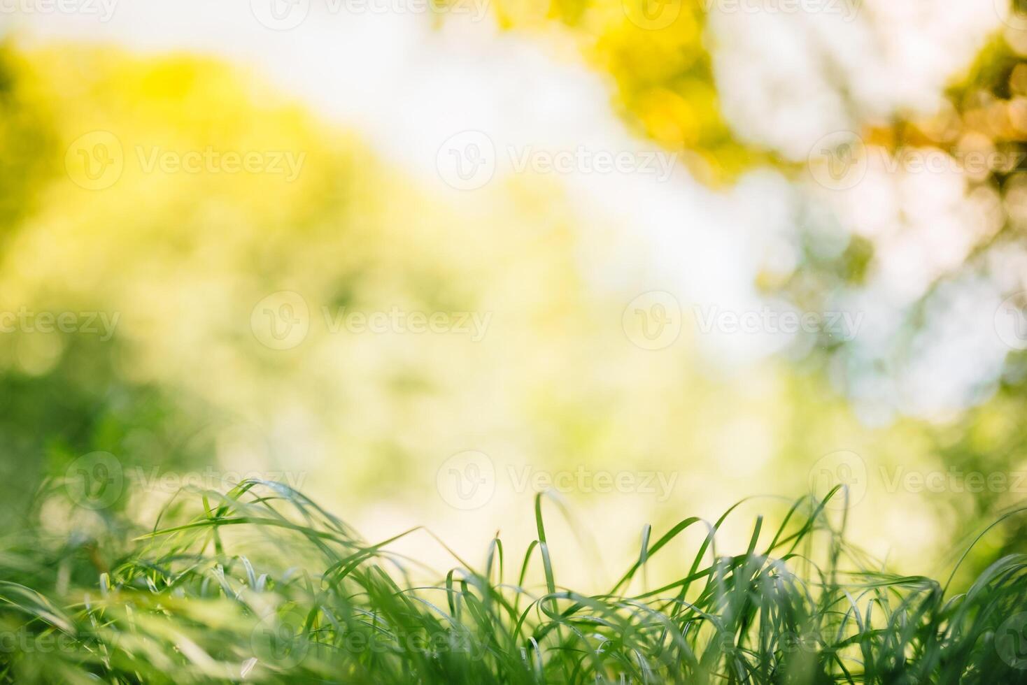 Spring or summer and abstract nature background with grass field. Background with green grass field and bokeh light. summer background. photo