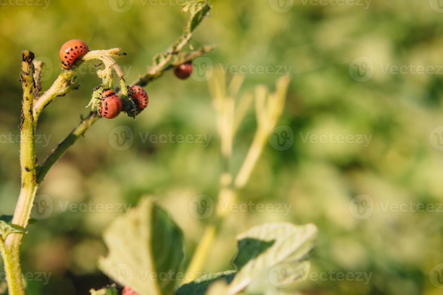 Colorado beetle eats potato leaves, close-up. Concept of invasion of beetles. Poor harvest of potatoes. photo