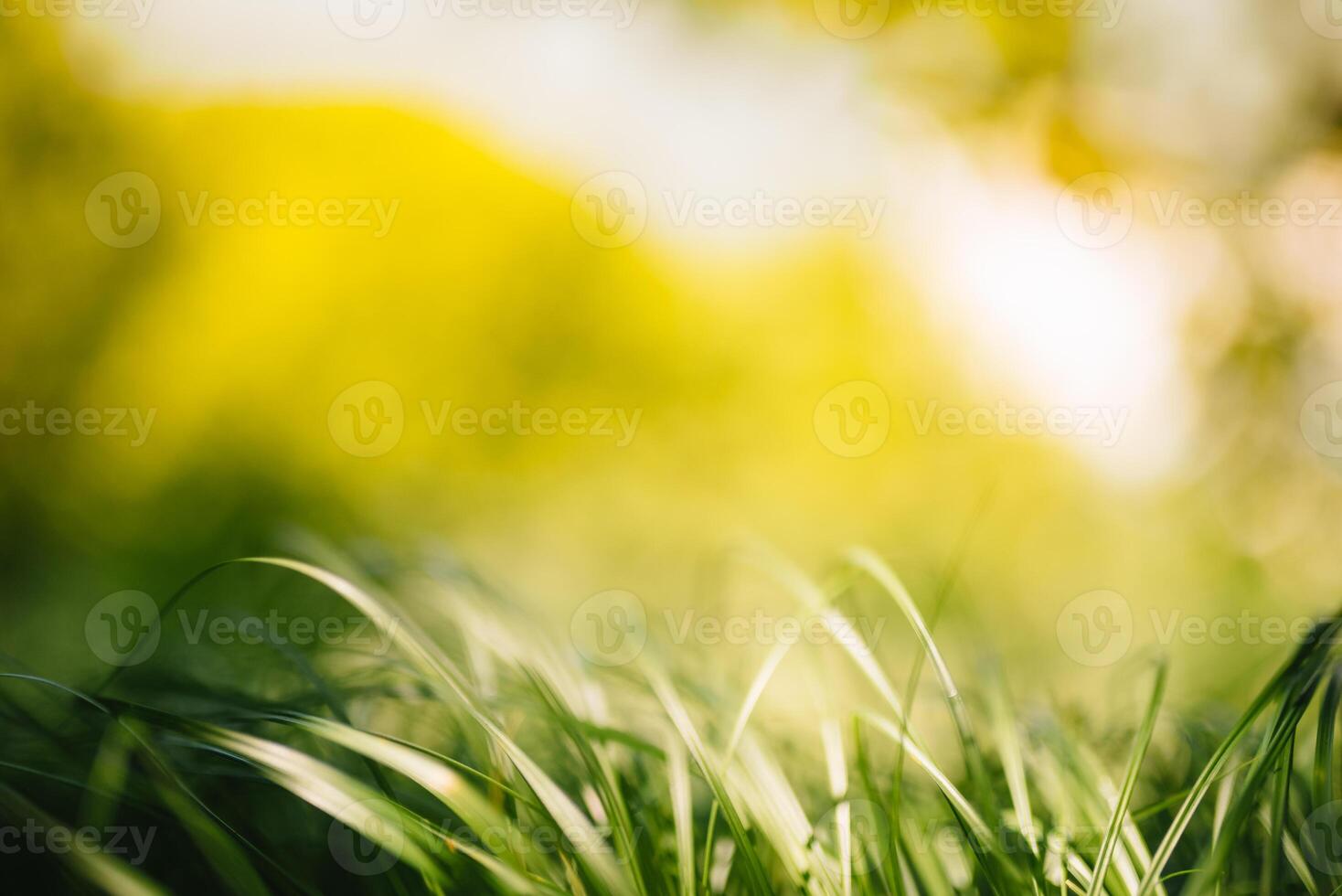Spring or summer and abstract nature background with grass field. Background with green grass field and bokeh light. summer background. photo