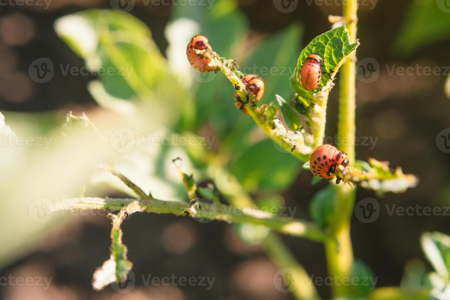 Colorado beetle eats potato leaves, close-up. Concept of invasion of beetles. Poor harvest of potatoes. photo