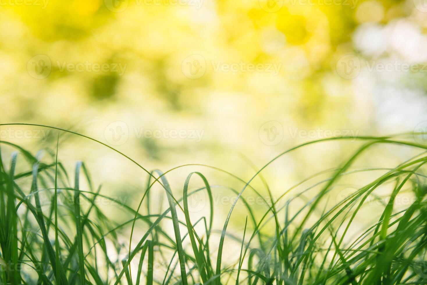 primavera o verano y resumen naturaleza antecedentes con césped campo. antecedentes con verde césped campo y bokeh ligero. verano antecedentes. foto