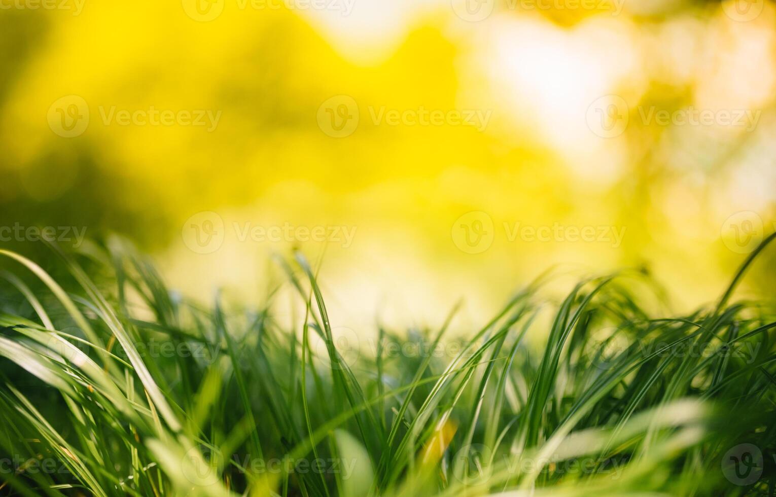 Spring or summer and abstract nature background with grass field. Background with green grass field and bokeh light. summer background. photo