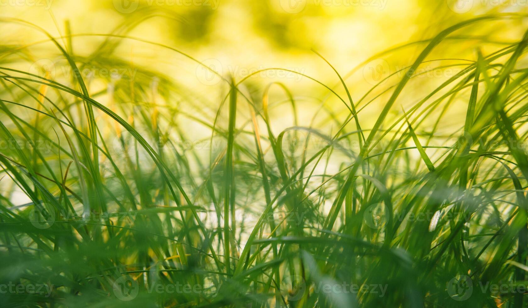 Spring or summer and abstract nature background with grass field. Background with green grass field and bokeh light. summer background. photo