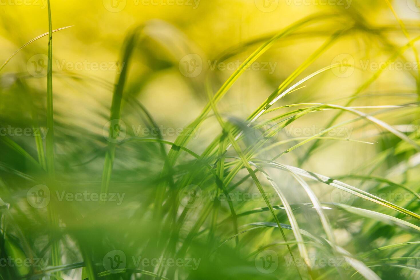 primavera o verano y resumen naturaleza antecedentes con césped campo. antecedentes con verde césped campo y bokeh ligero. verano antecedentes. foto