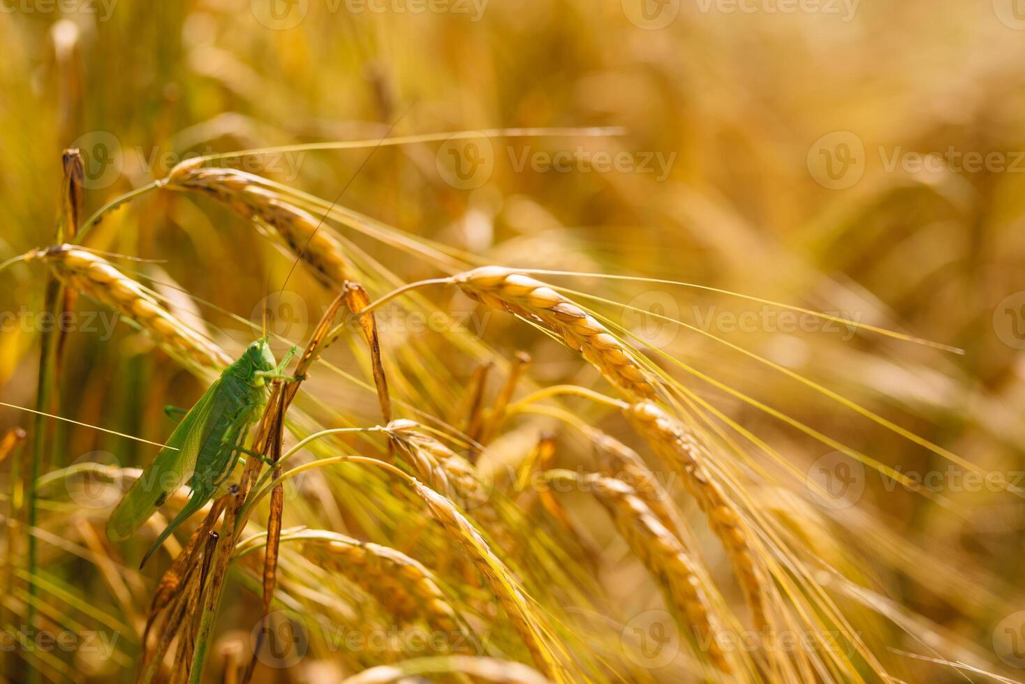 Green locusts devouring a large barley. Insect pest. pest concept in agriculture. photo