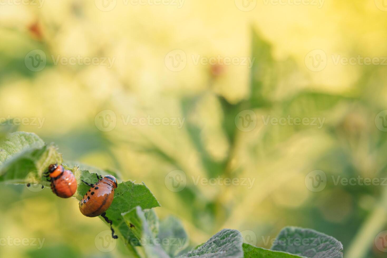 Colorado beetle eats potato leaves, close-up. Concept of invasion of beetles. Poor harvest of potatoes. photo