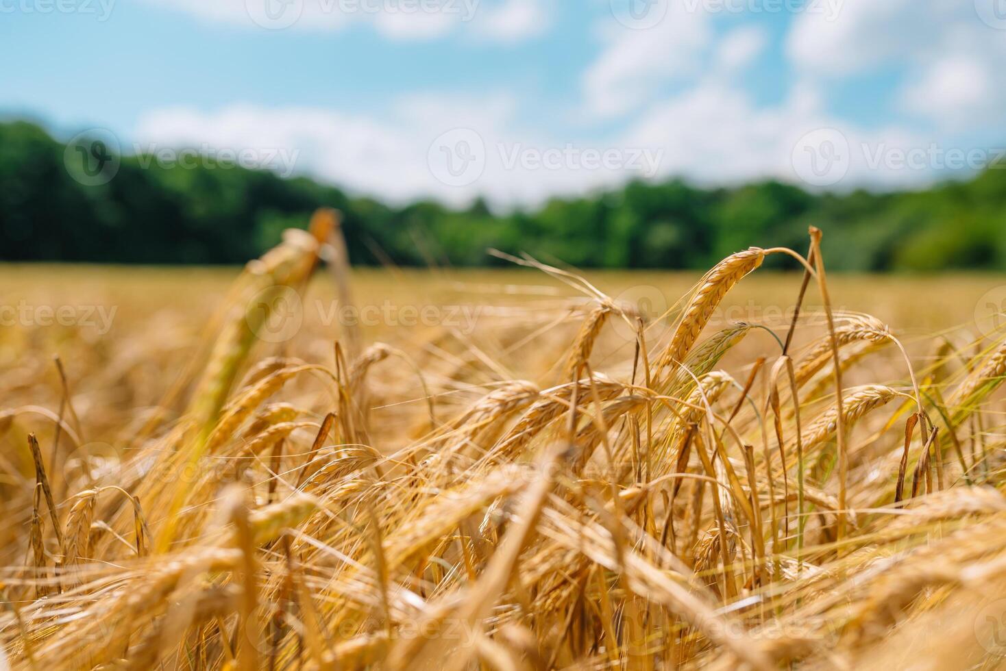 increíble agricultura puesta de sol paisaje.crecimiento naturaleza cosecha. trigo campo natural producto. orejas de dorado trigo cerca arriba. rural escena debajo luz de sol. verano antecedentes de madurez orejas de paisaje foto