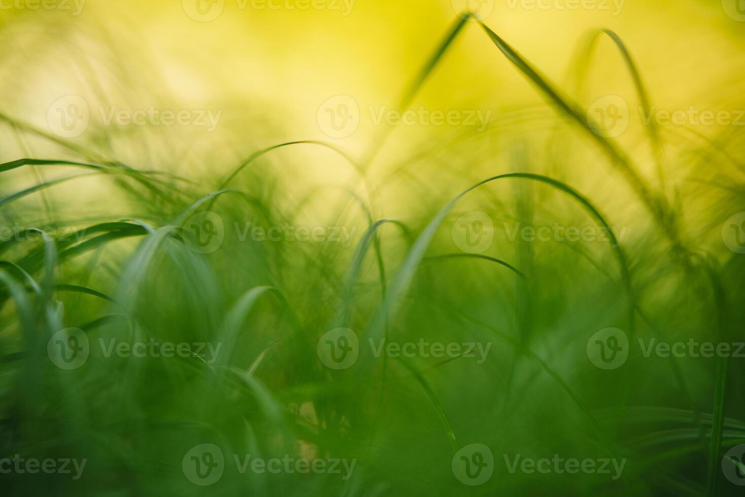 primavera o verano y resumen naturaleza antecedentes con césped campo. antecedentes con verde césped campo y bokeh ligero. verano antecedentes. foto