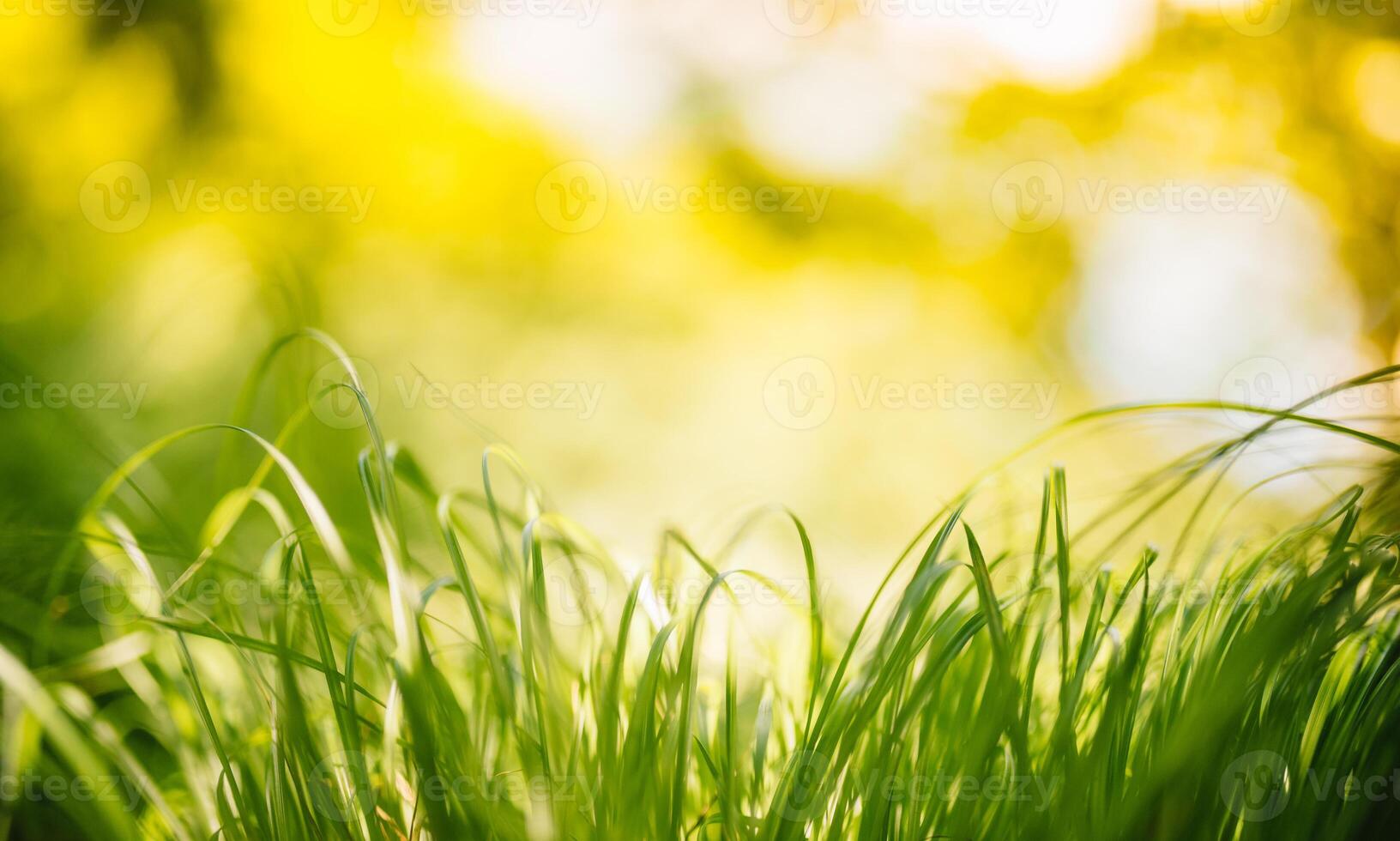 Spring or summer and abstract nature background with grass field. Background with green grass field and bokeh light. summer background. photo