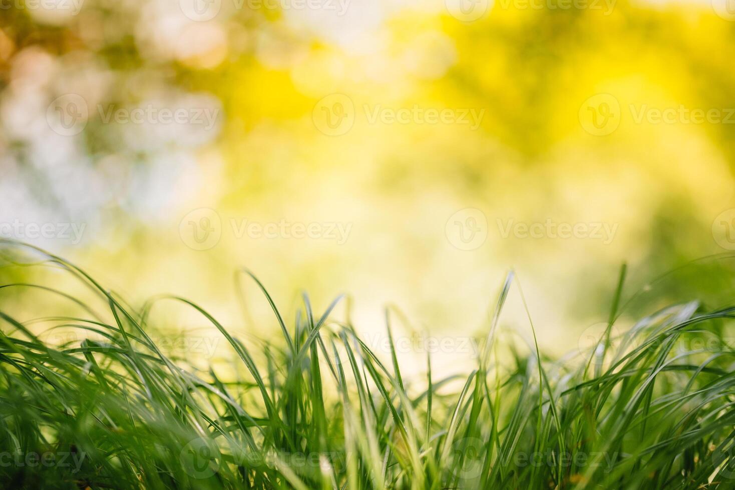 Spring or summer and abstract nature background with grass field. Background with green grass field and bokeh light. summer background. photo