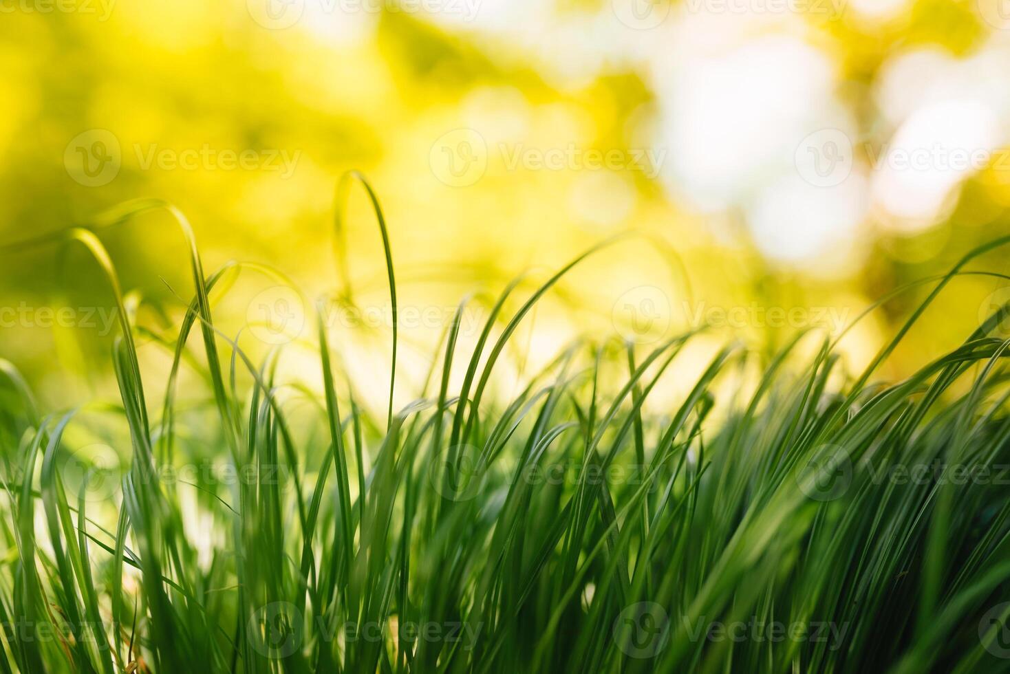 Spring or summer and abstract nature background with grass field. Background with green grass field and bokeh light. summer background. photo