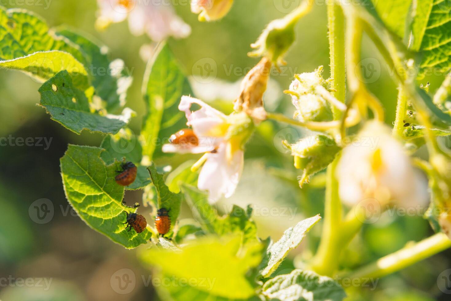 Colorado beetle eats potato leaves, close-up. Concept of invasion of beetles. Poor harvest of potatoes. photo