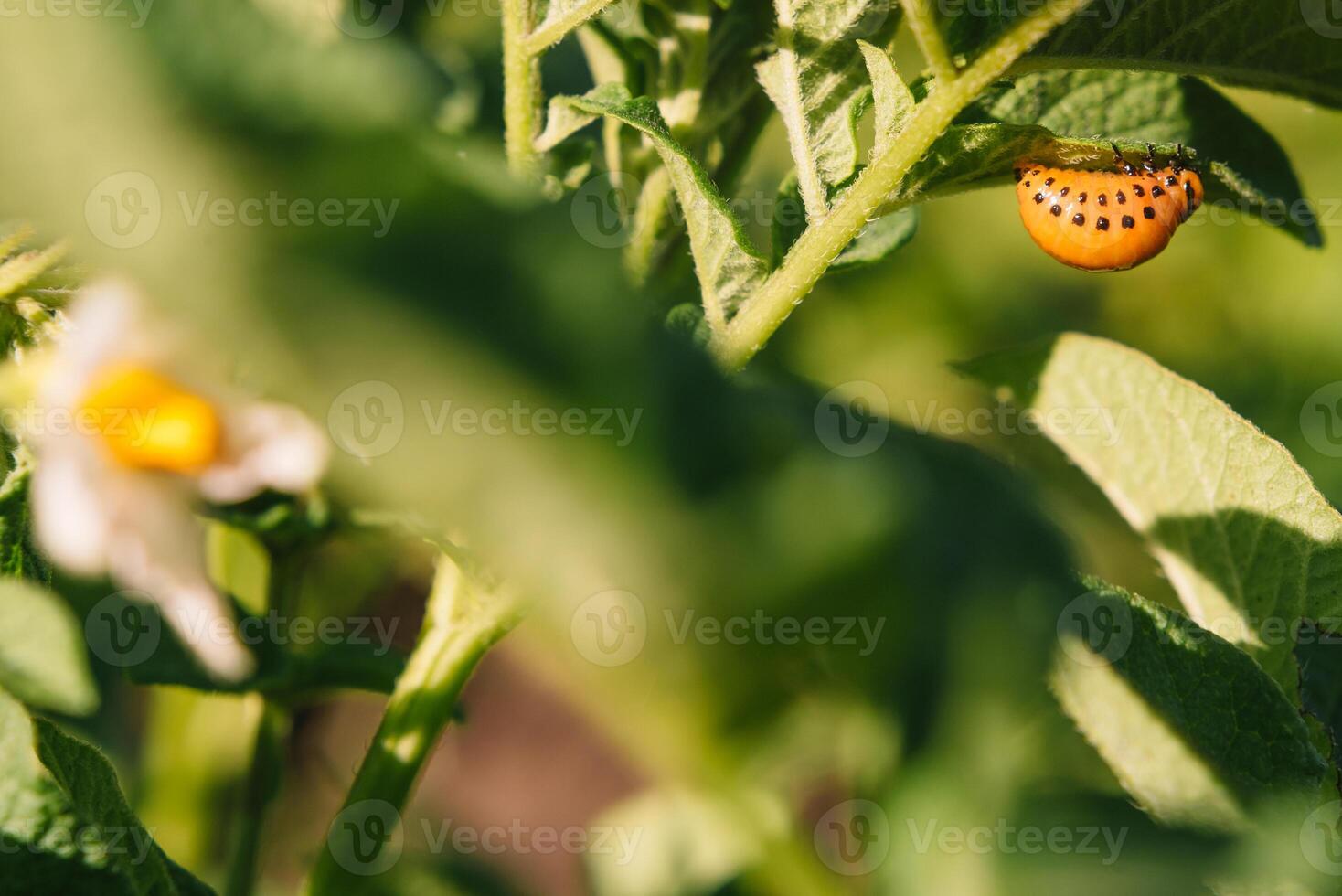 Colorado beetle eats potato leaves, close-up. Concept of invasion of beetles. Poor harvest of potatoes. photo