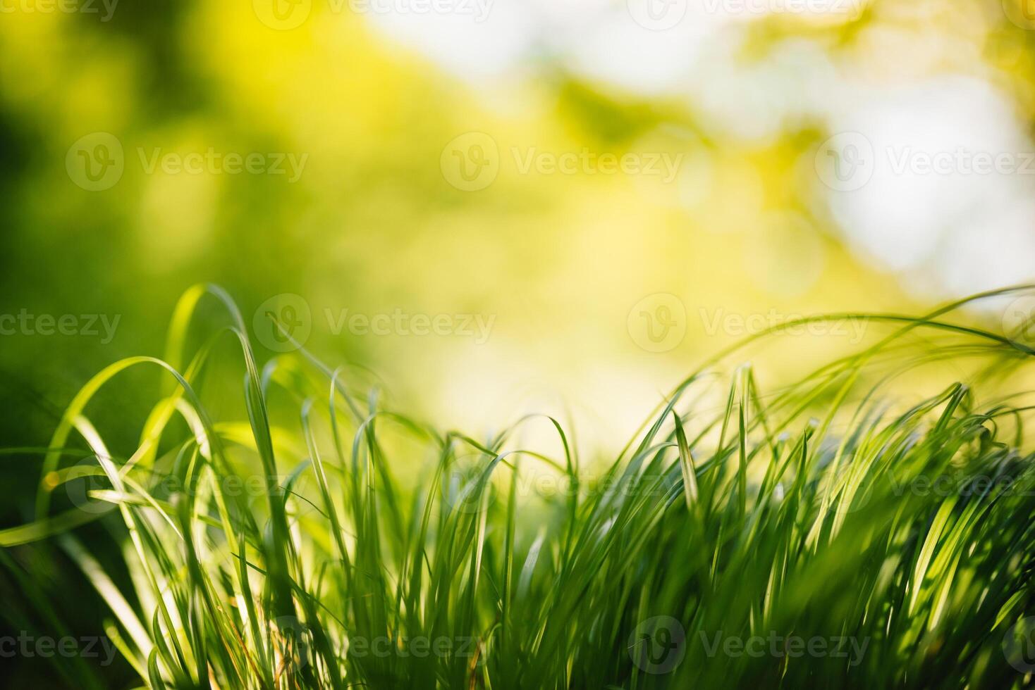 Spring or summer and abstract nature background with grass field. Background with green grass field and bokeh light. summer background. photo