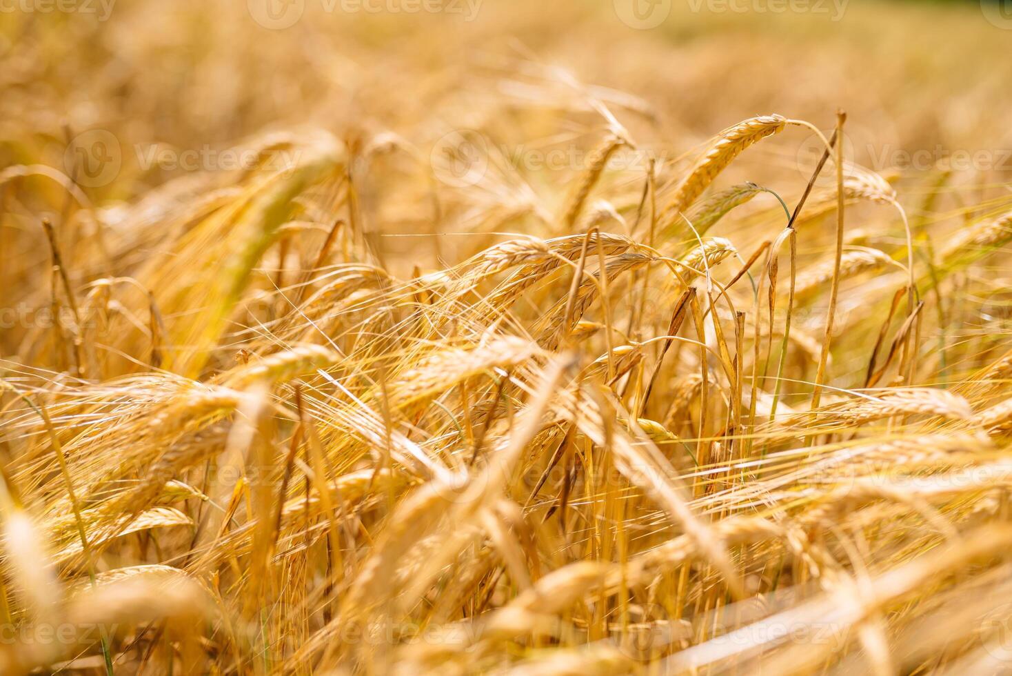 Amazing agriculture sunset landscape.Growth nature harvest. Wheat field natural product. Ears of golden wheat close up. Rural scene under sunlight. Summer background of ripening ears of landscape photo