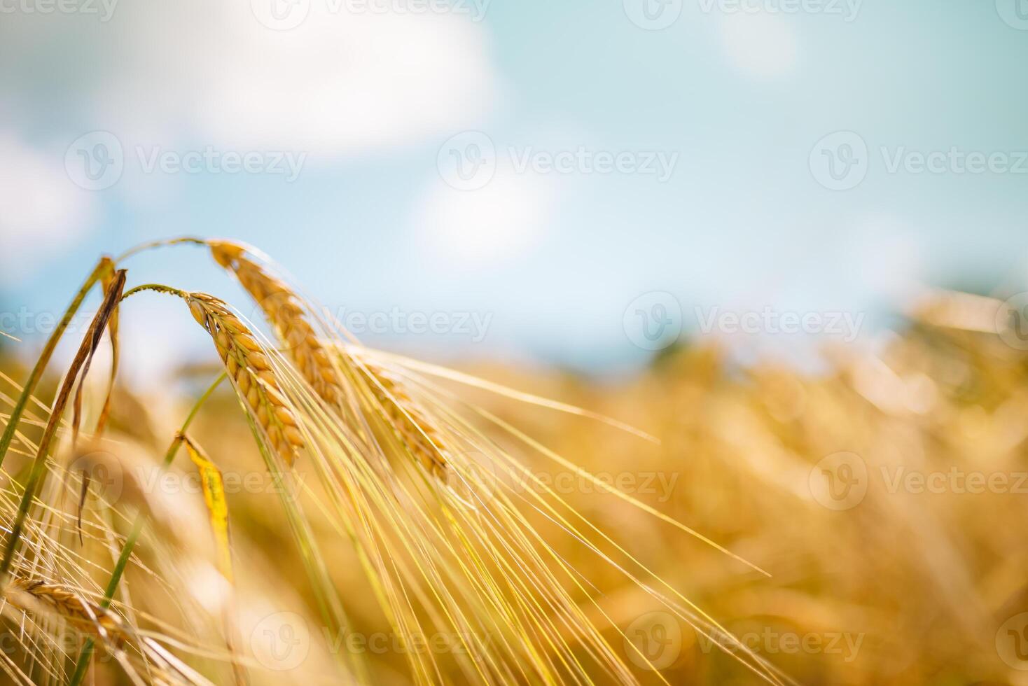 Amazing agriculture sunset landscape.Growth nature harvest. Wheat field natural product. Ears of golden wheat close up. Rural scene under sunlight. Summer background of ripening ears of landscape photo