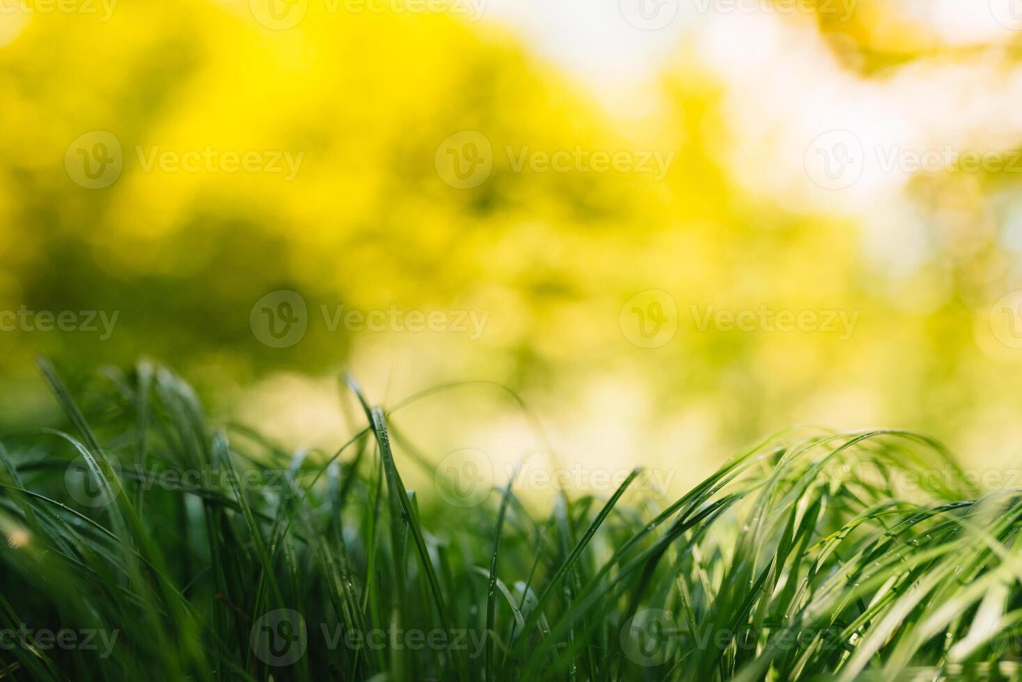 primavera o verano y resumen naturaleza antecedentes con césped campo. antecedentes con verde césped campo y bokeh ligero. verano antecedentes. foto