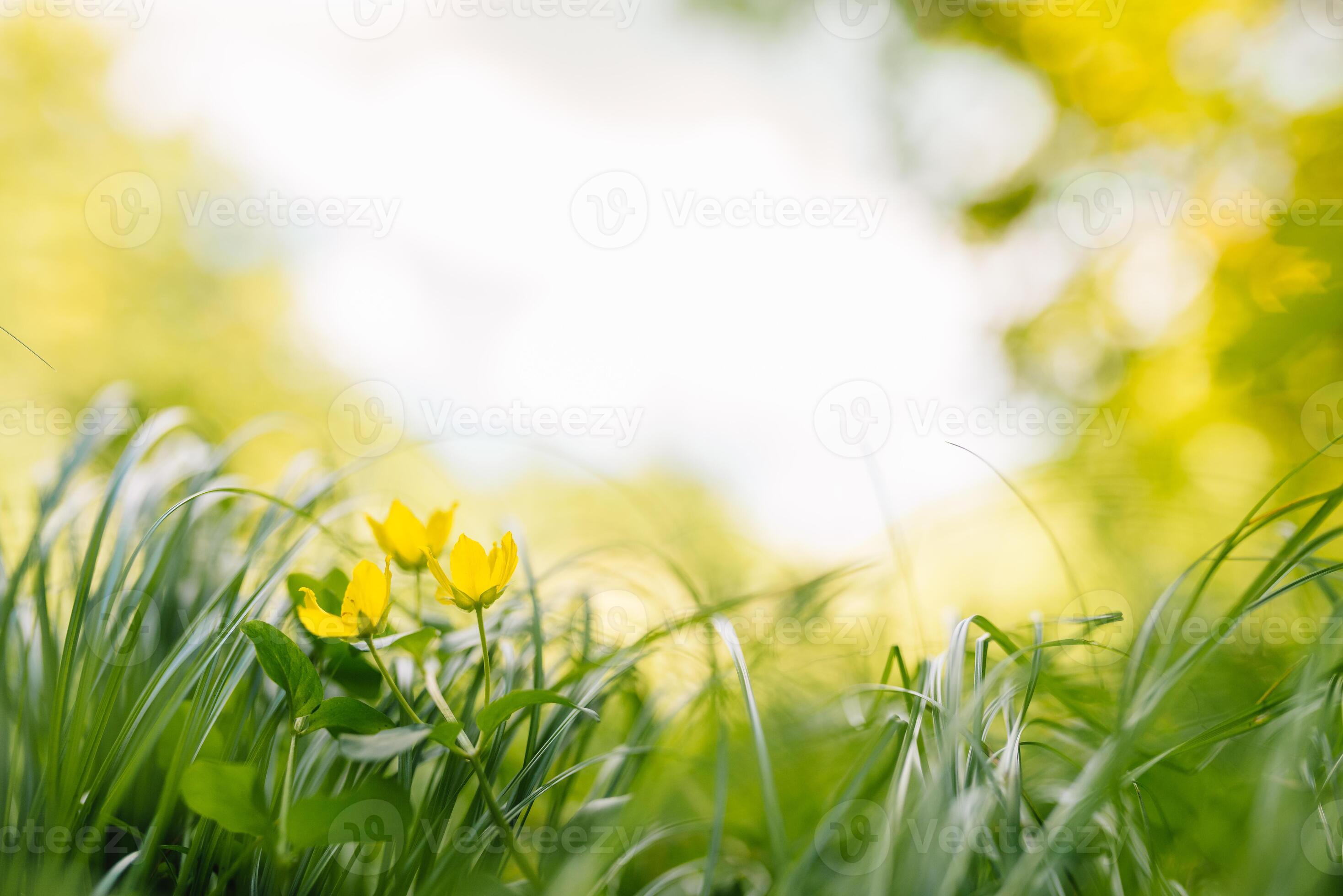 Spring or summer and abstract nature background with grass field ...