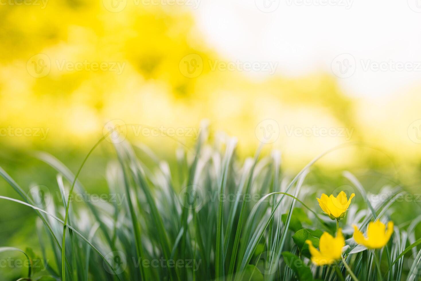 Spring or summer and abstract nature background with grass field. Background with green grass field and bokeh light. summer background. photo