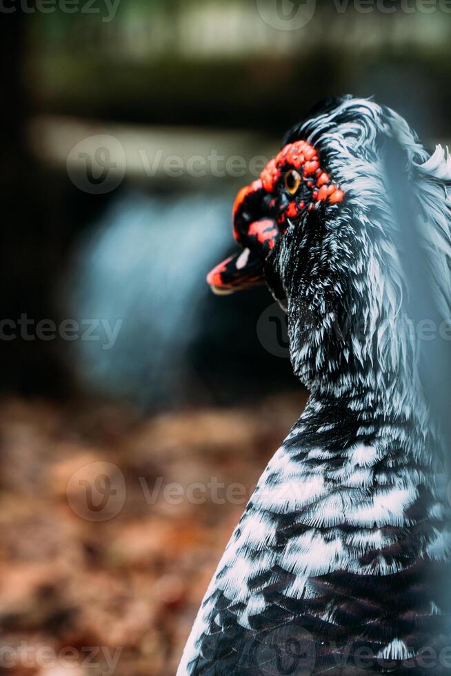 negro Doméstico Moscovia Pato en pie en un césped con amarillo otoño hojas foto