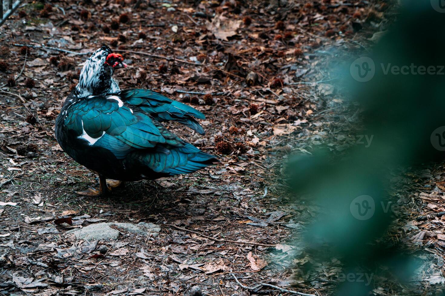 Black Domestic Muscovy duck standing on a grass with Yellow Autumn Leaves photo