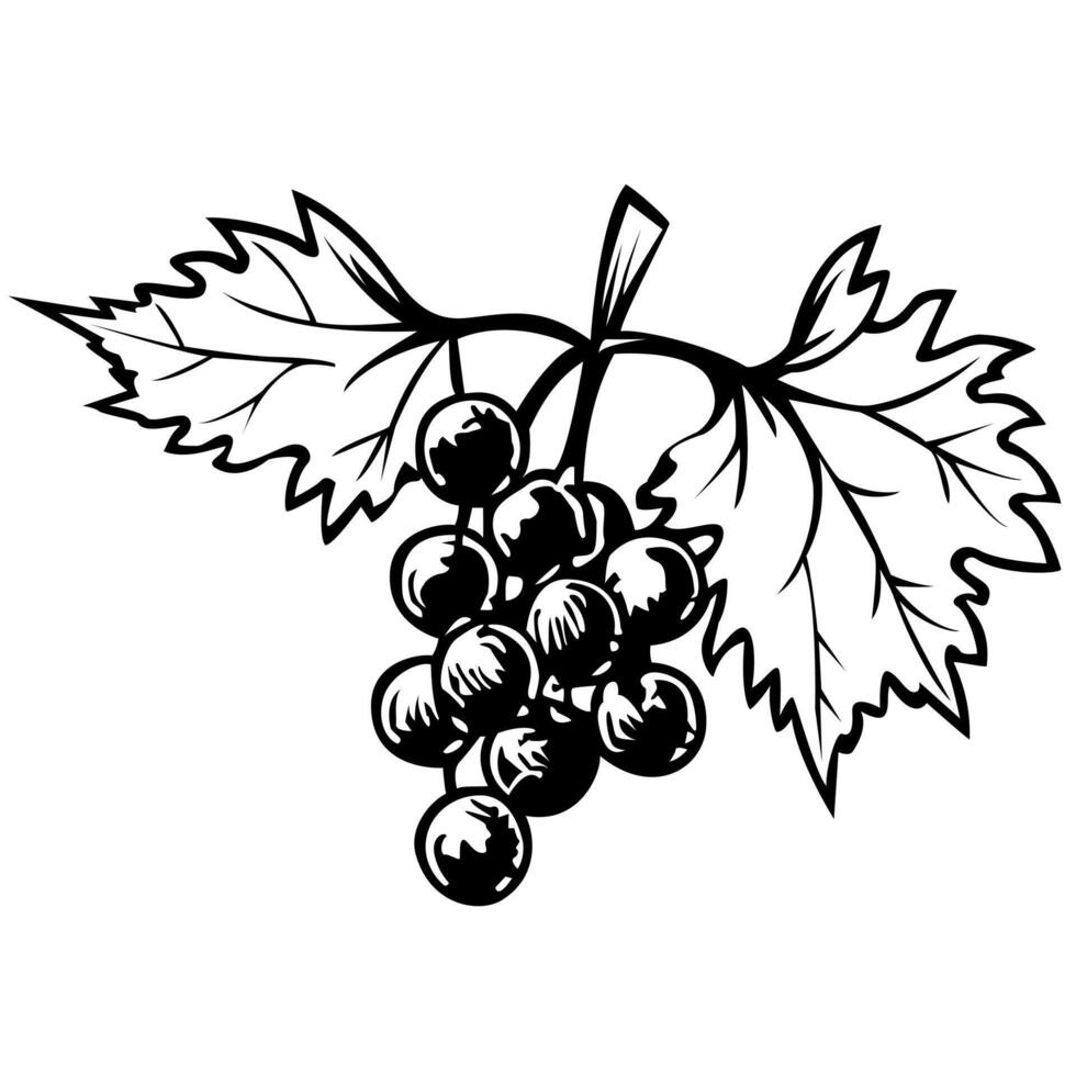 Black silhouette of grapes, branch with grapes. illustration. vector
