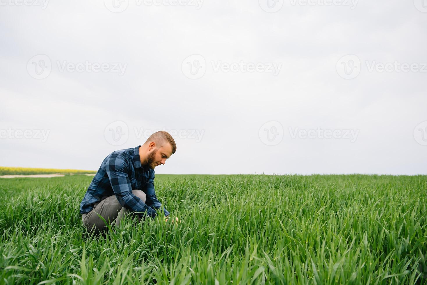 Agronomist with green wheat in hands. Field of wheat on background. photo