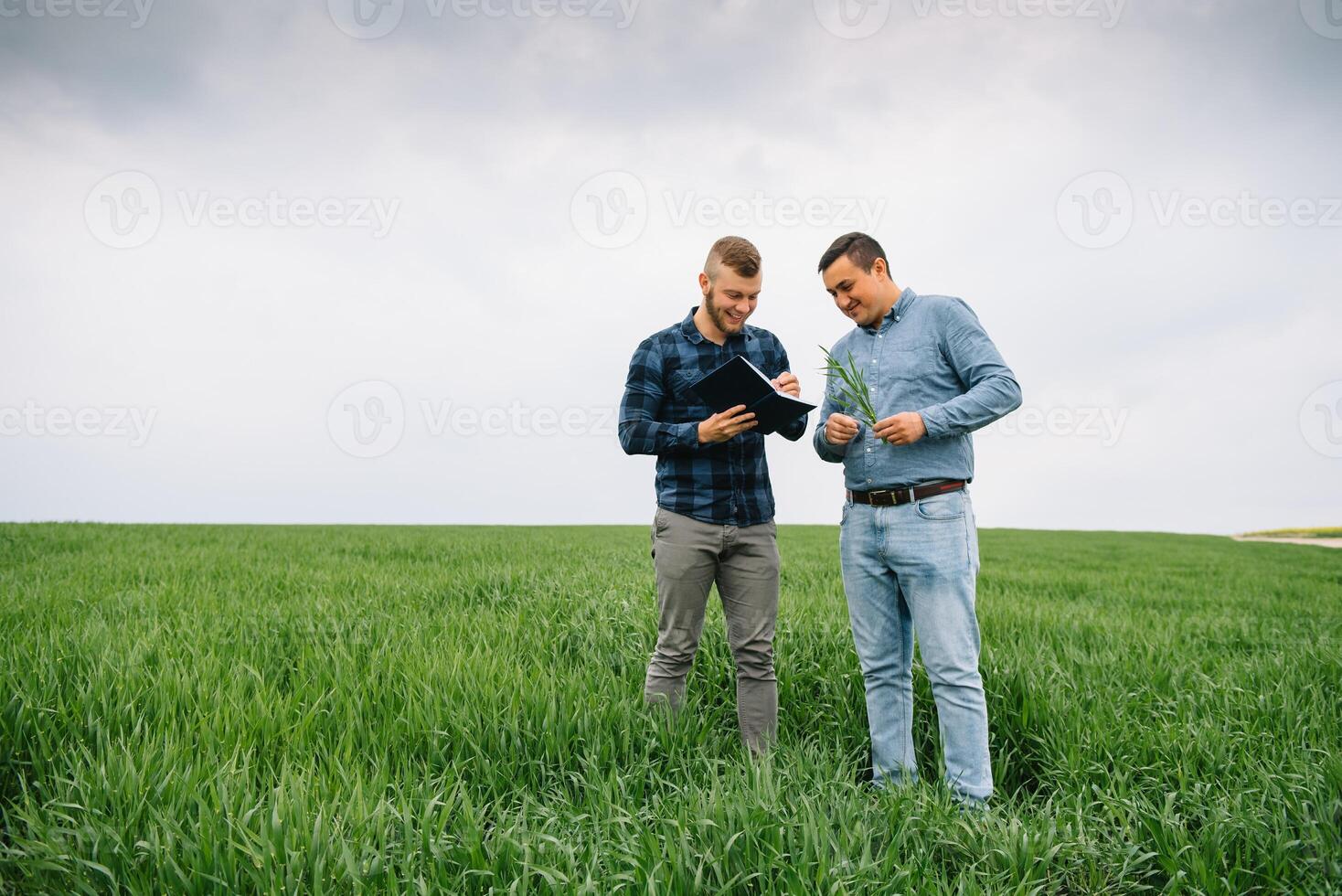 Two farmer standing in a wheat field and looking at notebook, they are examining corp. Young handsome agronomist. Agribusiness concept. agricultural engineer standing in a wheat field. photo