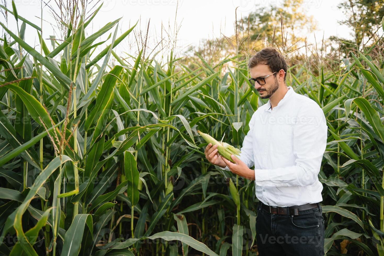 Portrait of a beautiful young farmer working in the field, happy, in a shirt, corn field. Concept ecology, transport, farmers, clean air, food, bio product. photo