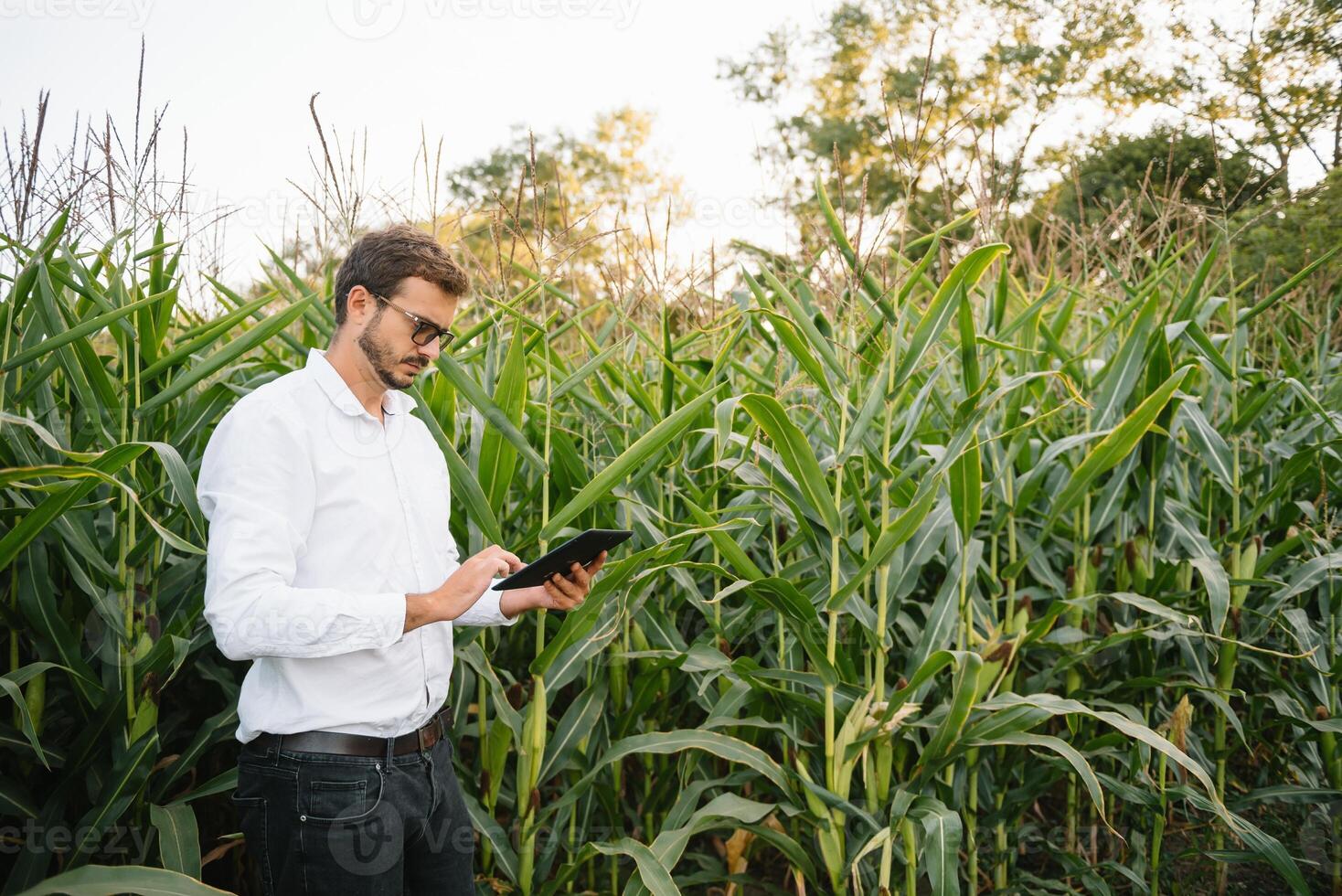 Young agronomist holds tablet touch pad computer in the soy field and examining crops before harvesting. Agribusiness concept. agricultural engineer standing in a soy field with a tablet in summer. photo