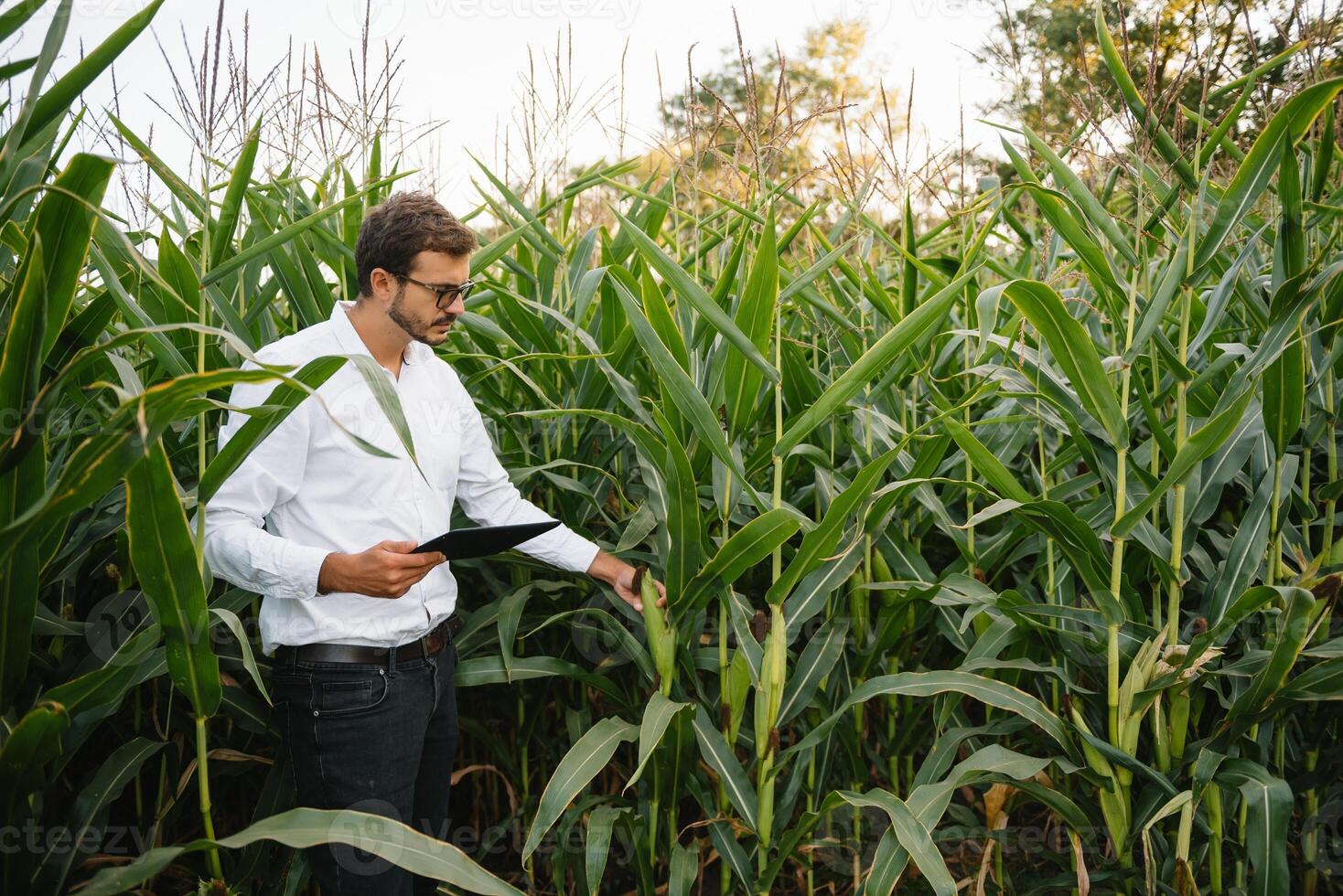 Young agronomist holds tablet touch pad computer in the soy field and examining crops before harvesting. Agribusiness concept. agricultural engineer standing in a soy field with a tablet in summer. photo