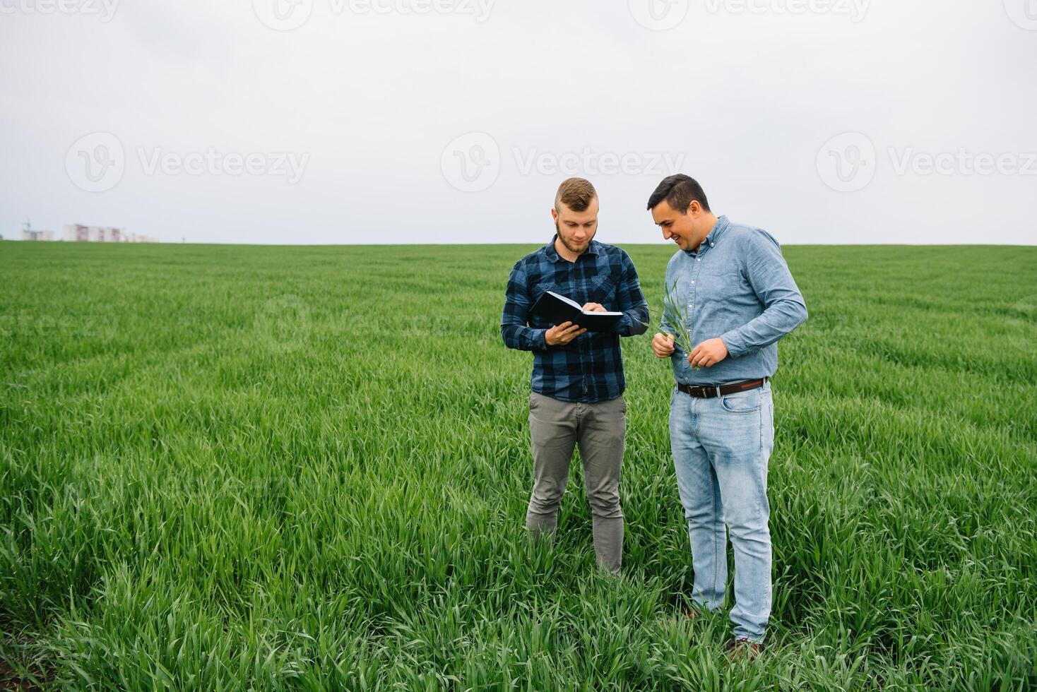 dos granjero en pie en un trigo campo y mirando a computadora portátil, ellos son examinando corp. joven hermoso agrónomo. agronegocios concepto. agrícola ingeniero en pie en un trigo campo. foto