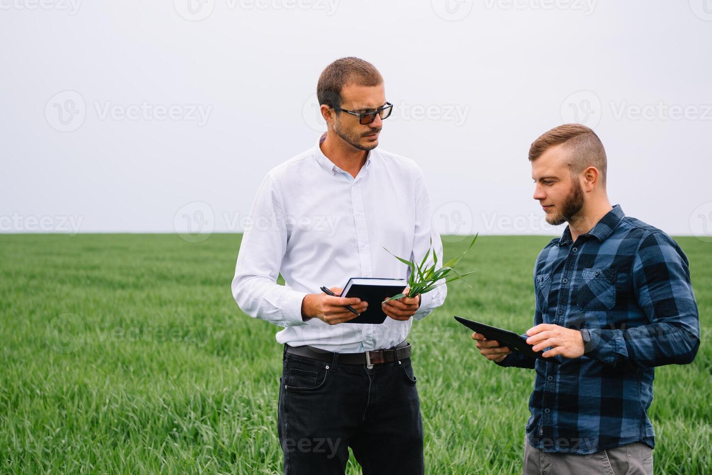 Two farmer standing in a green wheat field and shake hands photo