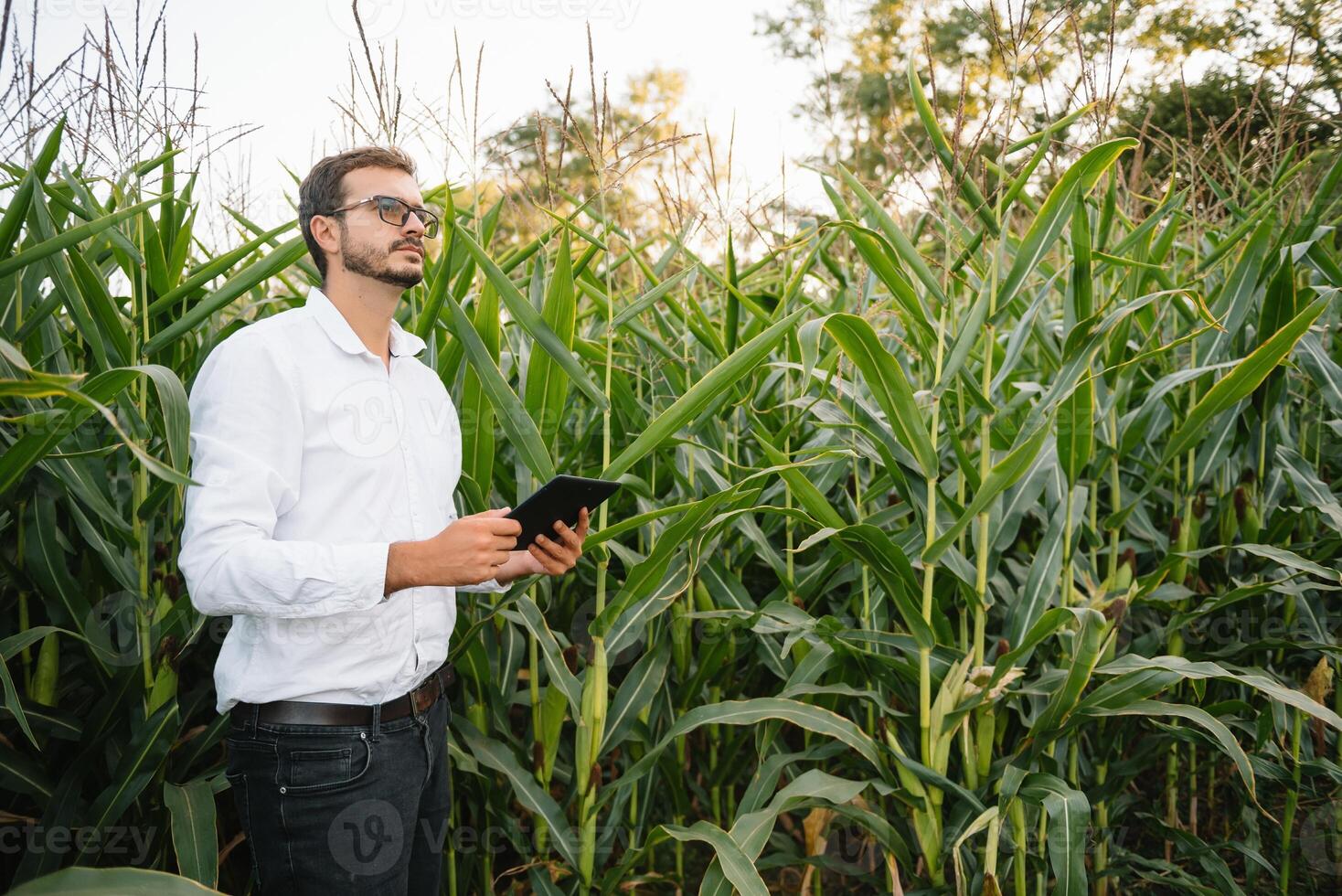 Young agronomist holds tablet touch pad computer in the soy field and examining crops before harvesting. Agribusiness concept. agricultural engineer standing in a soy field with a tablet in summer. photo