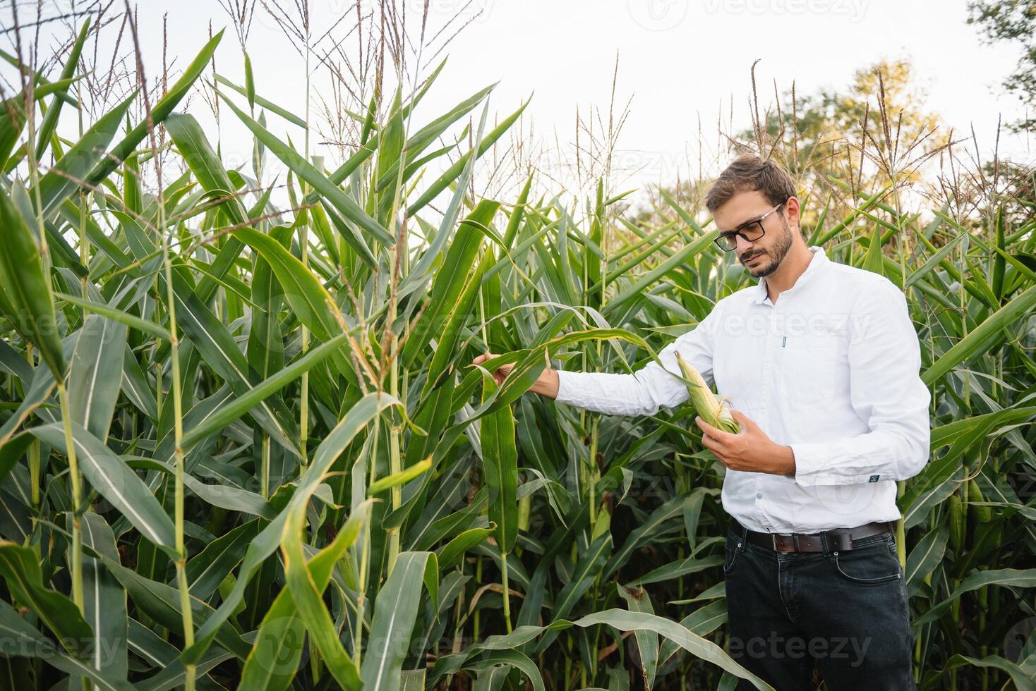 contento granjero en el campo comprobación maíz plantas durante un soleado verano día, agricultura y comida producción concepto foto